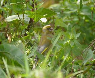 El verderón y su comida