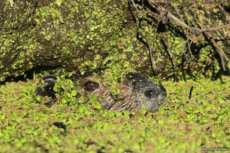 Censo Neotropical de Aves Acuáticas con el COA Cañuelas (febrero 2016)