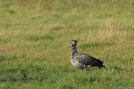 Censo Neotropical de Aves Acuáticas con el COA Cañuelas (febrero 2016)