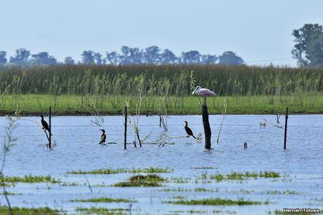 Censo Neotropical de Aves Acuáticas con el COA Cañuelas (febrero 2016)