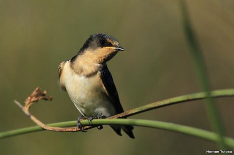 Censo Neotropical de Aves Acuáticas con el COA Cañuelas (febrero 2016)