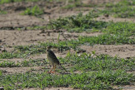 Censo Neotropical de Aves Acuáticas con el COA Cañuelas (febrero 2016)