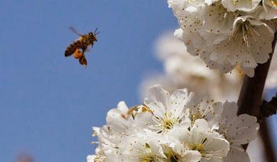 Frutas y hortalizas para las abejas - Fruits and vegetables for bees