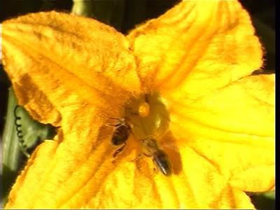Frutas y hortalizas para las abejas - Fruits and vegetables for bees