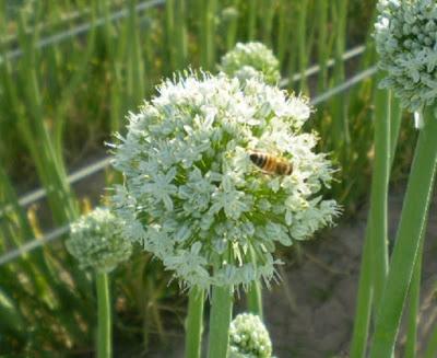 Frutas y hortalizas para las abejas - Fruits and vegetables for bees