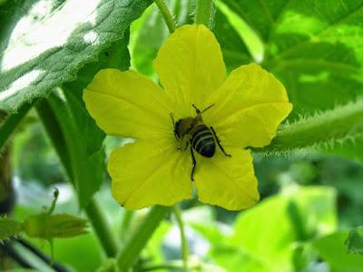 Frutas y hortalizas para las abejas - Fruits and vegetables for bees