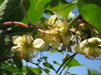 Frutas y hortalizas para las abejas - Fruits and vegetables for bees