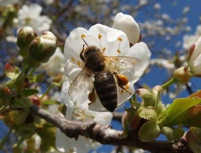 Frutas y hortalizas para las abejas - Fruits and vegetables for bees