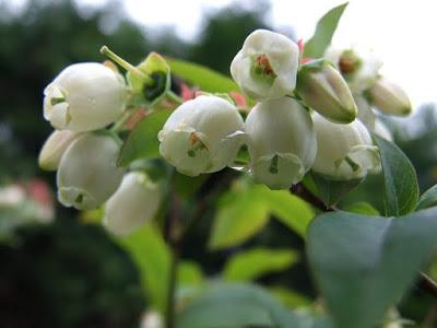 Frutas y hortalizas para las abejas - Fruits and vegetables for bees