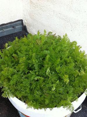 Zanahorias plantadas en un cubo