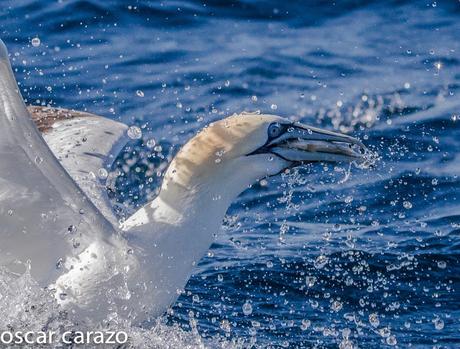 MARINAS CON LURGAIA  I (ALCATRACES)