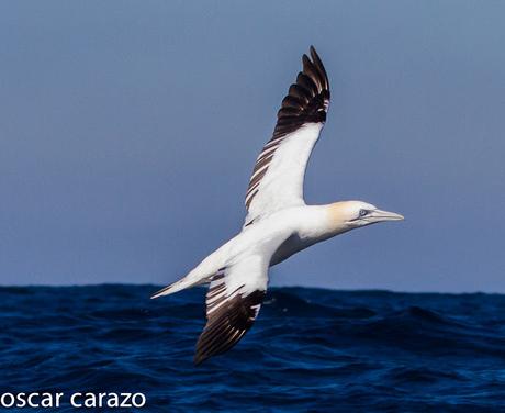 MARINAS CON LURGAIA  I (ALCATRACES)