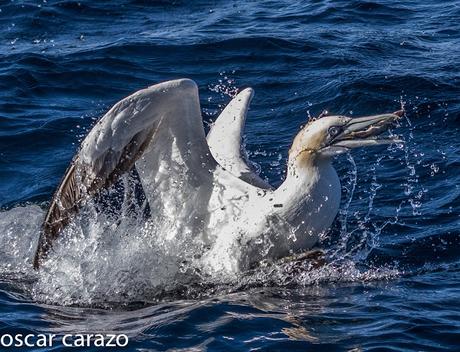 MARINAS CON LURGAIA  I (ALCATRACES)