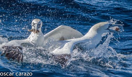 MARINAS CON LURGAIA  I (ALCATRACES)