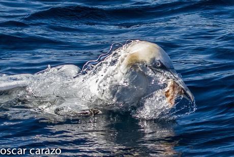 MARINAS CON LURGAIA  I (ALCATRACES)