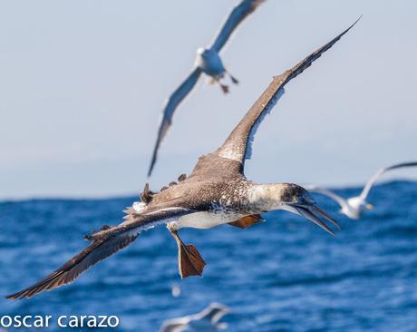 MARINAS CON LURGAIA  I (ALCATRACES)