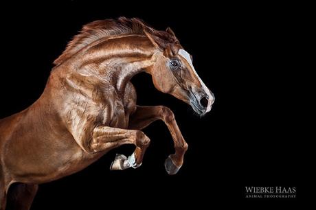 Wiebke Haas: imágenes que capturan la belleza y elegancia de los caballos