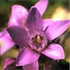 GENTIAN