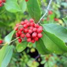 ¿Cómo se usan las flores de Bach en la Fibromialgia? labotiga-floresbach-holly-acebo