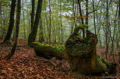 En un rincón del bosque