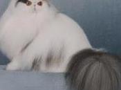 Gatos pelo largo Trucos para mascotas