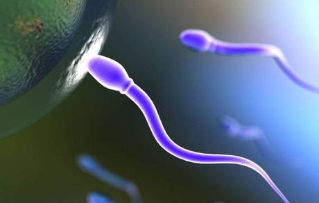 Crean esperma artificial a partir de células madre