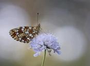 Boloria selene Focus Stacking