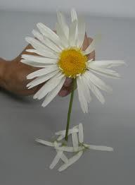 DE PROFESIÓN: DESILUSIONADO DE PROFESIÓN: DESILUSIONADO