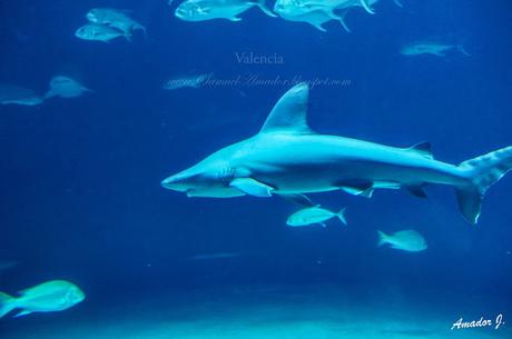 VALENCIA: CIUDAD DE LAS ARTES Y LAS CIENCIAS. PARTE IV: L´OCEANOGRÀFIC (II)