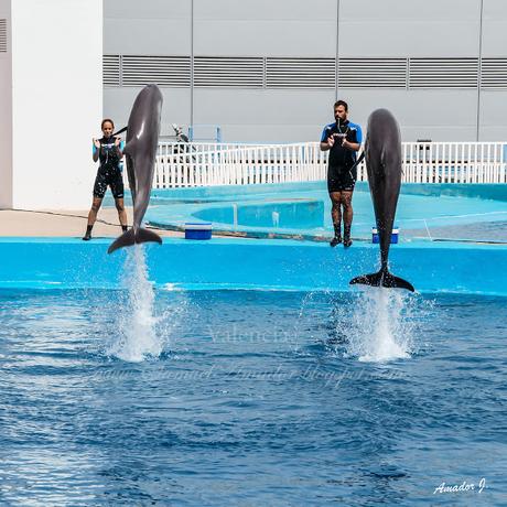 VALENCIA: CIUDAD DE LAS ARTES Y LAS CIENCIAS. PARTE IV: L´OCEANOGRÀFIC (II)