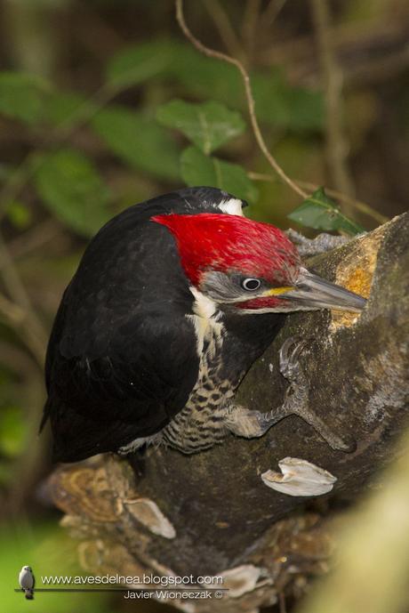 Carpintero garganta estriada (Lineated Woodpecker) Dryocopus lineatus