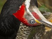 Carpintero garganta estriada (Lineated Woodpecker) Dryocopus lineatus