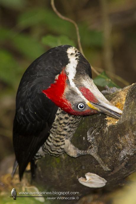 Carpintero garganta estriada (Lineated Woodpecker) Dryocopus lineatus