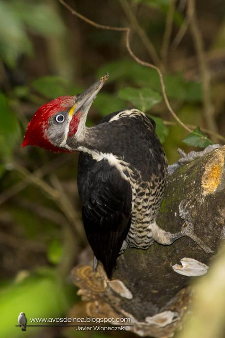 Carpintero garganta estriada (Lineated Woodpecker) Dryocopus lineatus