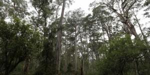 Trekking en Tasmania