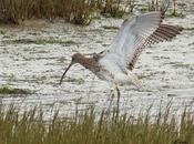 zarapitos cocienciación planetaria