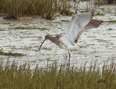 DE ZARAPITOS Y COCIENCIACIÓN PLANETARIA