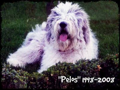 Un perro (Alejandro Palomas)