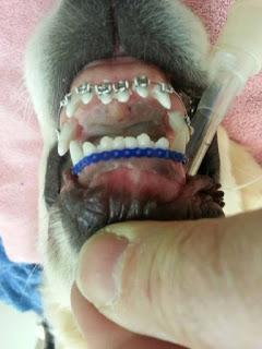 wesley perro aparato dental