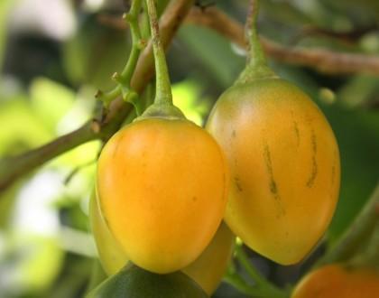 Propiedades y Beneficios del Tomate de árbol