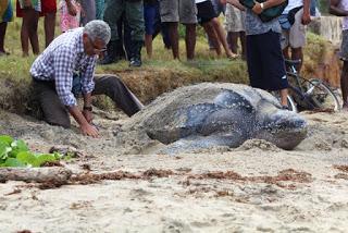 Nueva Esparta se prepara para inicio de temporada de anidación y desove de tortugas marinas