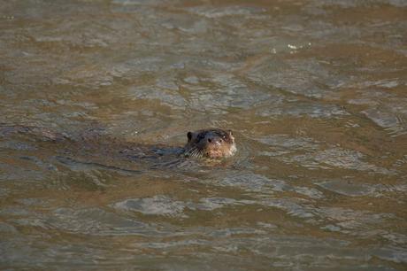 Nutria en las pozas de Arnedillo, La Rioja.