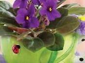 Cómo cultivar violetas