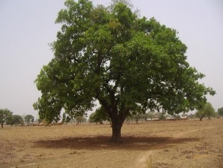 árbol de karité