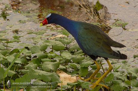 Pollona azul (Purple gallinule) Porphyrio martinicus