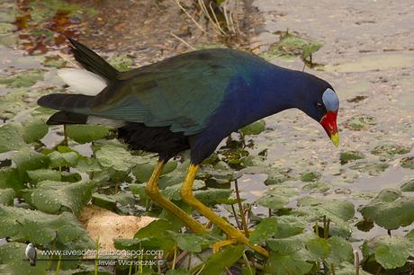 Pollona azul (Purple gallinule) Porphyrio martinicus
