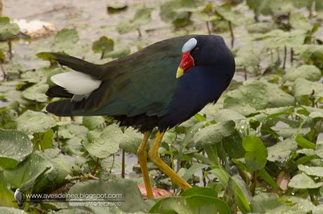Pollona azul (Purple gallinule) Porphyrio martinicus