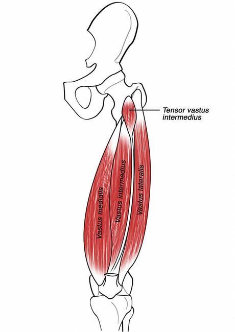 Tensor del vasto intermedio