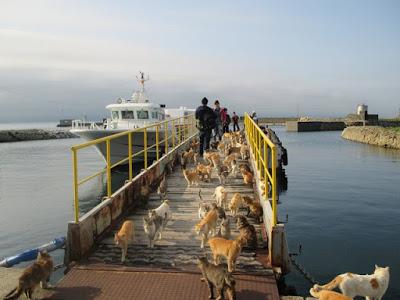 Aoshima, una pequeña isla situada al sur de Japón, es con...