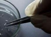 Zika mata células clave para desarrollo fetal País